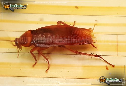 Thumbnail image of the American-Cockroach