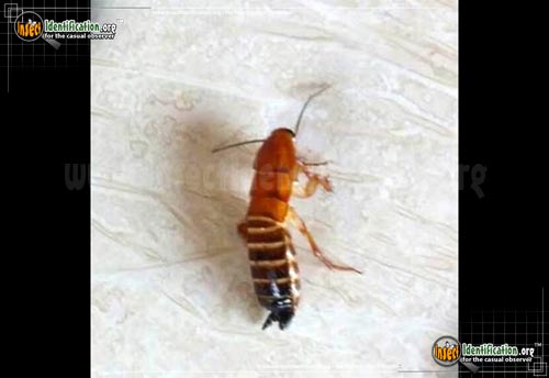 Thumbnail image #4 of the American-Cockroach