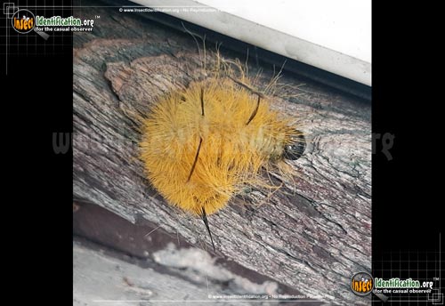 Thumbnail image #6 of the American-Dagger-Moth