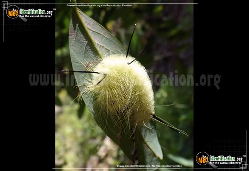 Thumbnail image #3 of the American-Dagger-Moth