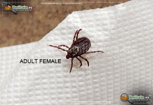 Thumbnail image of the American-Dog-Tick