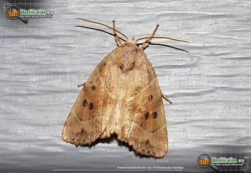 Thumbnail image of the American-Dun-Bar-Moth