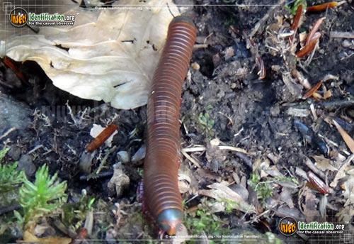 Thumbnail image #2 of the American-Giant-Millipede