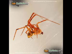Thumbnail image #10 of the American-House-Spider