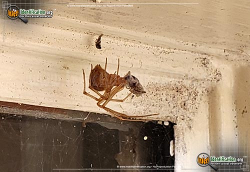 Thumbnail image #11 of the American-House-Spider