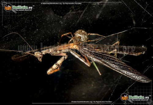 Thumbnail image #13 of the American-House-Spider