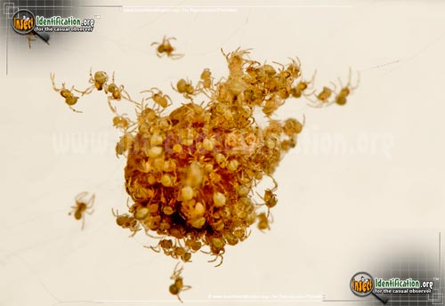 Thumbnail image #3 of the American-House-Spider
