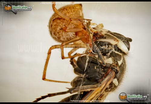 Thumbnail image #7 of the American-House-Spider