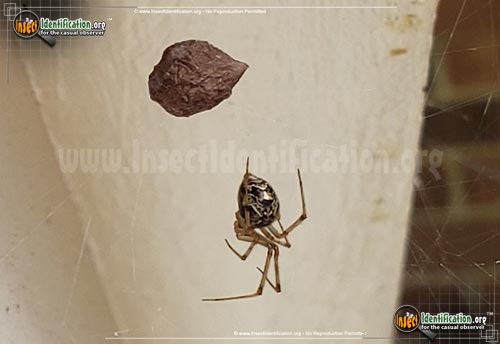 Thumbnail image #4 of the American-House-Spider