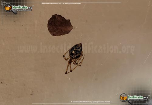 Thumbnail image #2 of the American-House-Spider