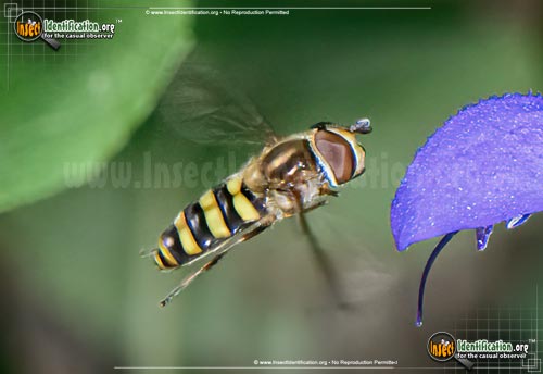 Thumbnail image #2 of the American-Hover-Fly