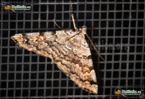 Thumbnail image #3 of the American-Idia-Moth