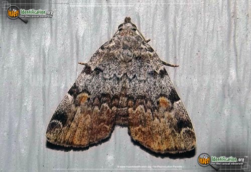 Thumbnail image of the American-Idia-Moth
