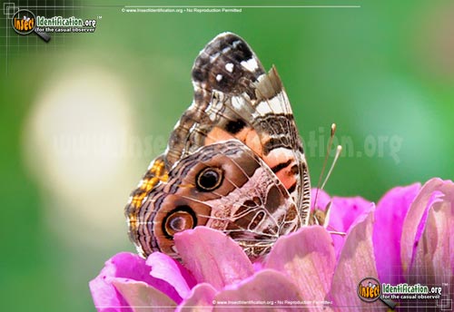 Thumbnail image #3 of the American-Lady-Butterfly
