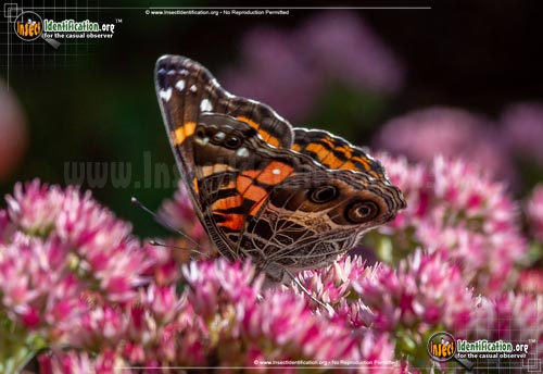 Thumbnail image #5 of the American-Lady-Butterfly