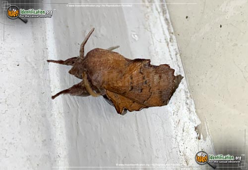 Thumbnail image #3 of the American-Lappet-Moth