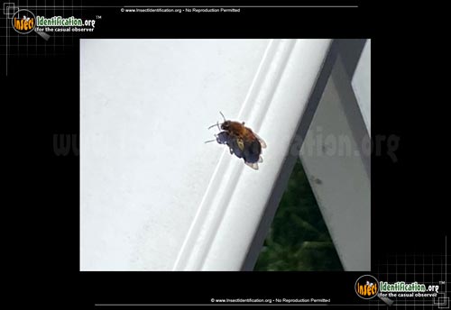 Thumbnail image of the American-Mourning-Bee