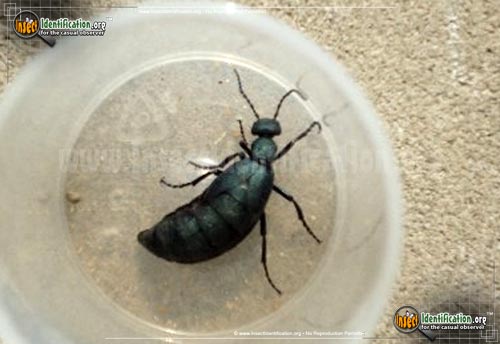 Thumbnail image #4 of the American-Oil-Beetle