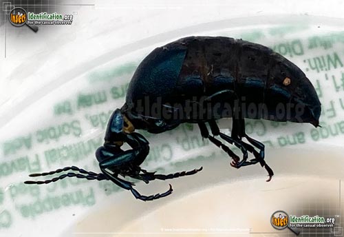 Thumbnail image #7 of the American-Oil-Beetle