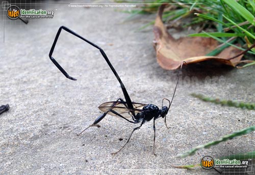 Thumbnail image of the American-Pelecinid-Wasp