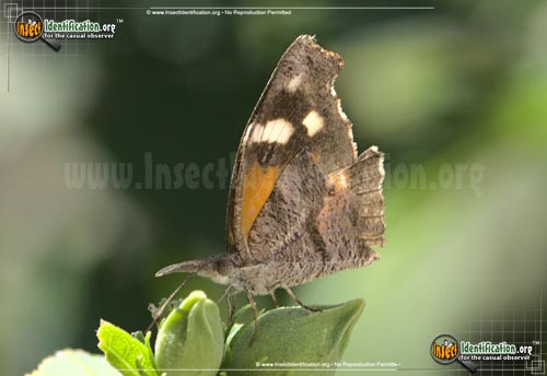 Thumbnail image of the American-Snout-Butterfly