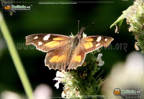 Thumbnail image #3 of the American-Snout-Butterfly