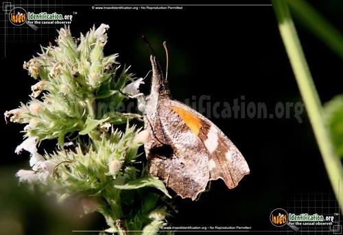 Thumbnail image #8 of the American-Snout-Butterfly