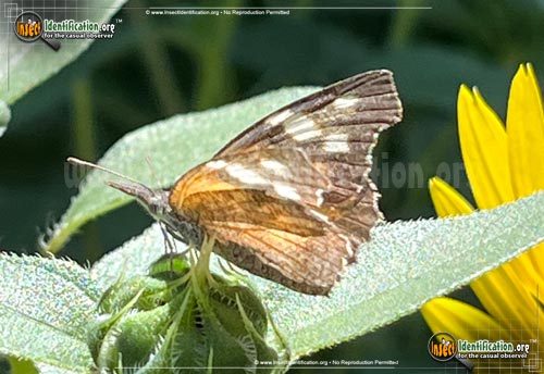Thumbnail image #2 of the American-Snout-Butterfly