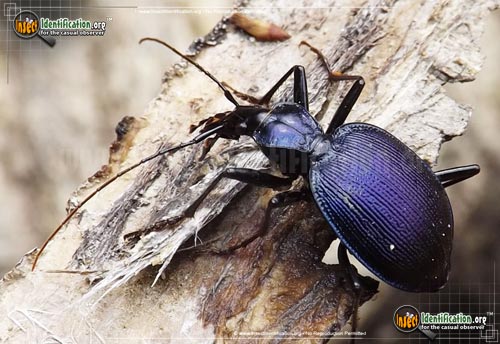 Thumbnail image of the Andrews-Snail-Eating-Beetle