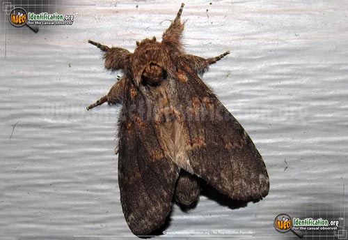 Thumbnail image of the Angulose-Prominent-Moth