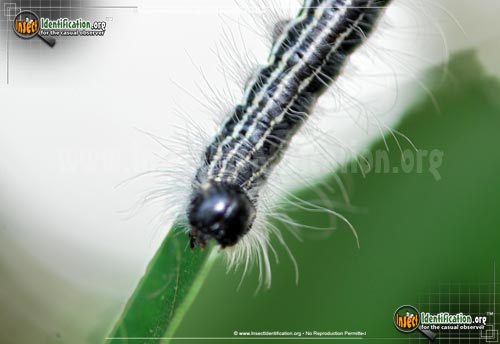 Thumbnail image #5 of the Angus-Datana-Moth