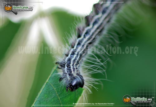 Thumbnail image #3 of the Angus-Datana-Moth