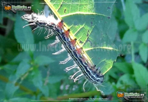 Thumbnail image #4 of the Angus-Datana-Moth