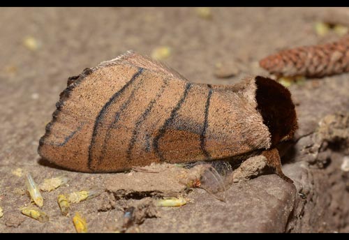 Thumbnail image of the Angus-Datana-Moth