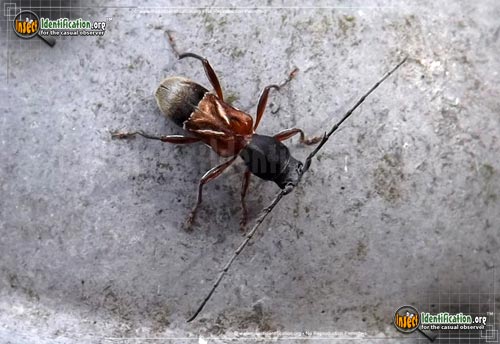 Thumbnail image of the Ant-Like-Longhorn-Beetle