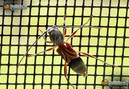 Thumbnail image #2 of the Ant-Like-Longhorn-Beetle
