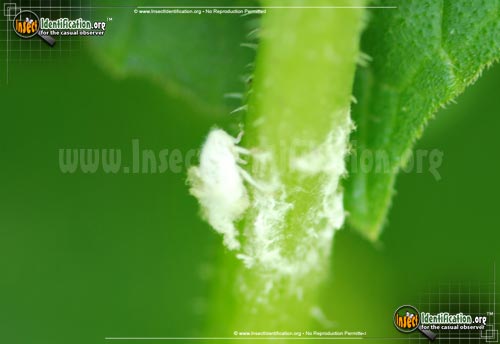 Thumbnail image #4 of the Aphids