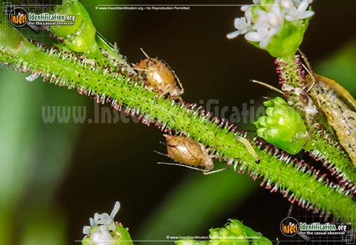 Thumbnail image #3 of the Aphids