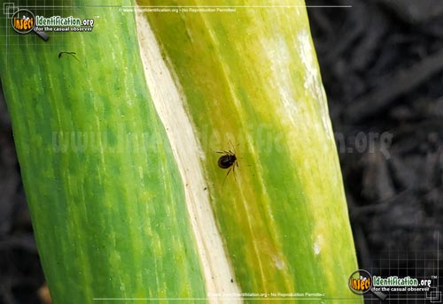 Thumbnail image #6 of the Aphids