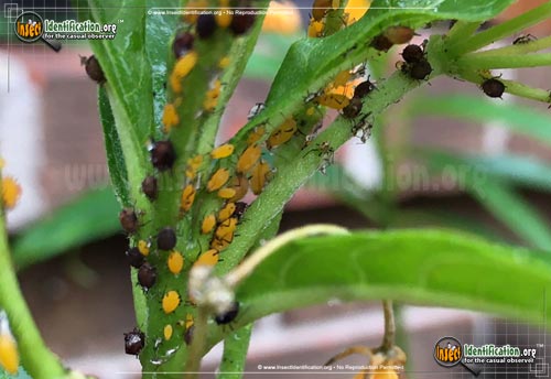 Thumbnail image of the Aphids
