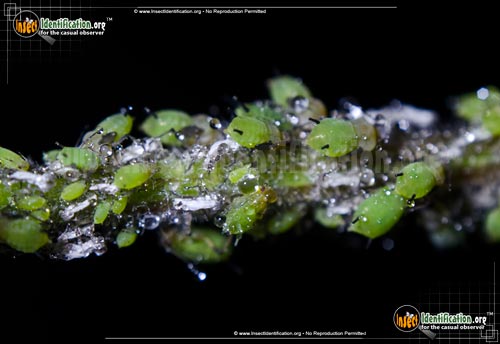Thumbnail image #2 of the Aphids
