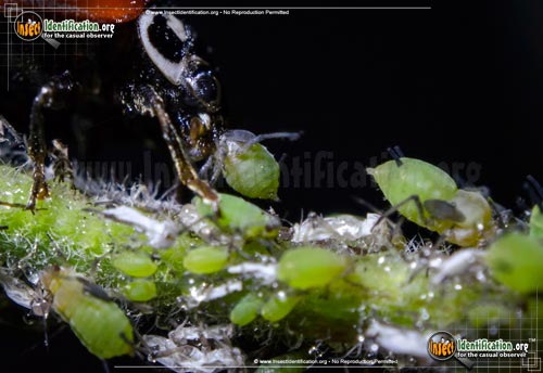 Thumbnail image #10 of the Aphids