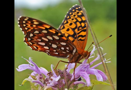Thumbnail image of the Aphrodite-Fritillary-Butterfly