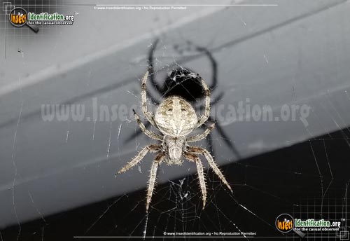 Thumbnail image #2 of the Arabesque-Orbweaver-Spider