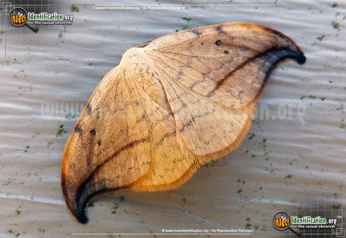 Thumbnail image #2 of the Arched-Hooktip-Moth