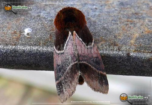 Thumbnail image of the Arcigera-Flower-Moth
