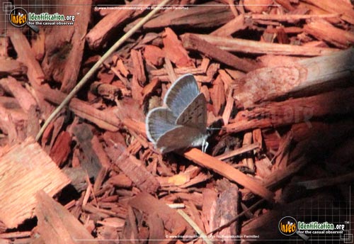 Thumbnail image #2 of the Arctic-Blue-Butterfly