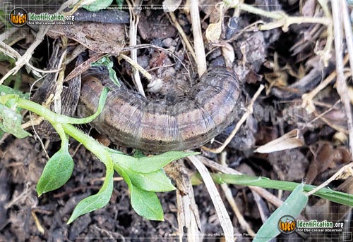 Thumbnail image of the Army-Cutworm-Moth