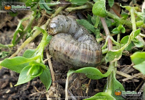 Thumbnail image #4 of the Army-Cutworm-Moth
