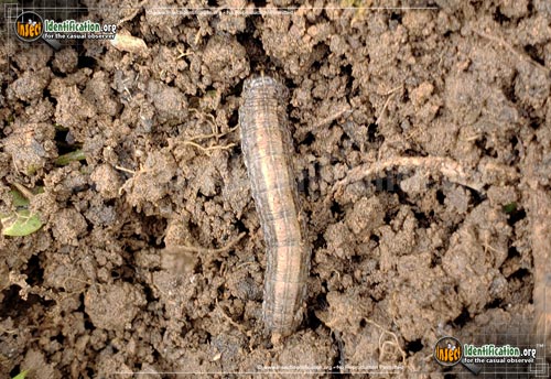 Thumbnail image #4 of the Army-Cutworm-Moth
